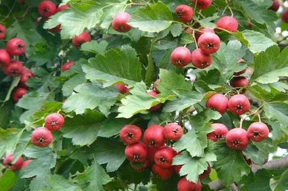 湖南的山楂树是什么树