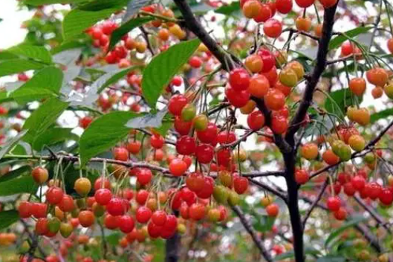 湖南省为什么种不活樱桃树