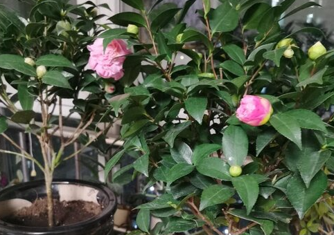 剩茶水浇花好不好