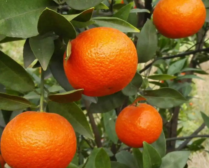 湖南能种什么果树