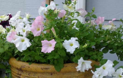 喇叭花怎么浇水