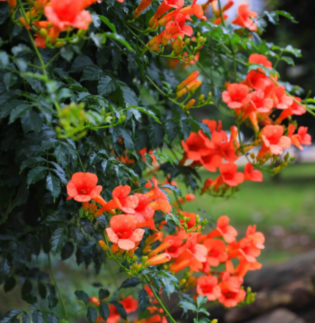 凌霄花修剪方法