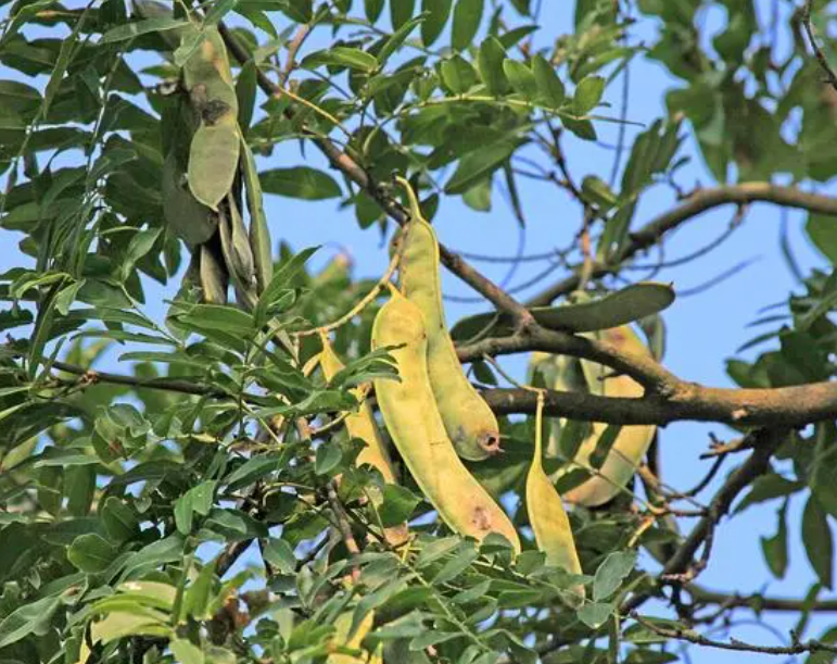 怎样区分皂角树公母