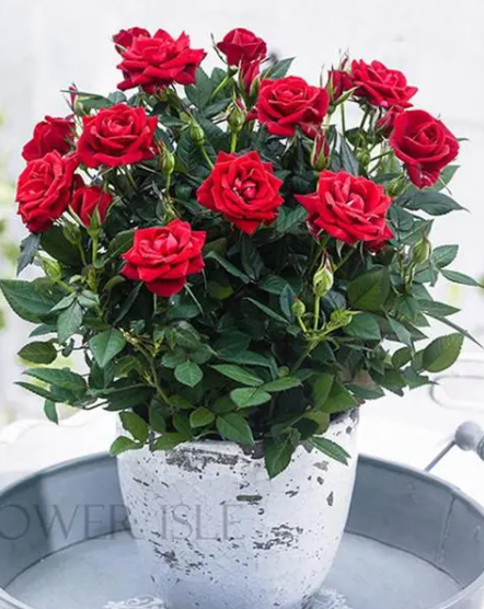 家里面养玫瑰花好不好