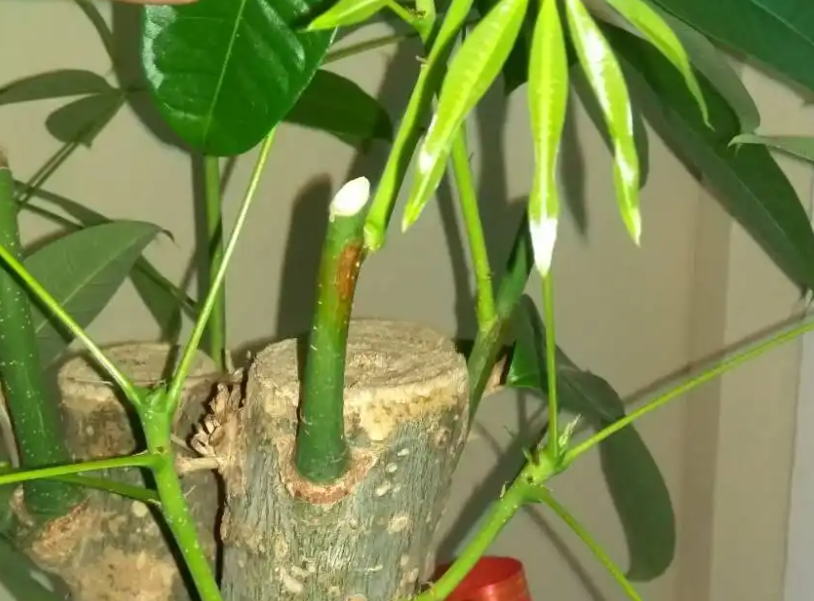 发财树怎么修剪枝