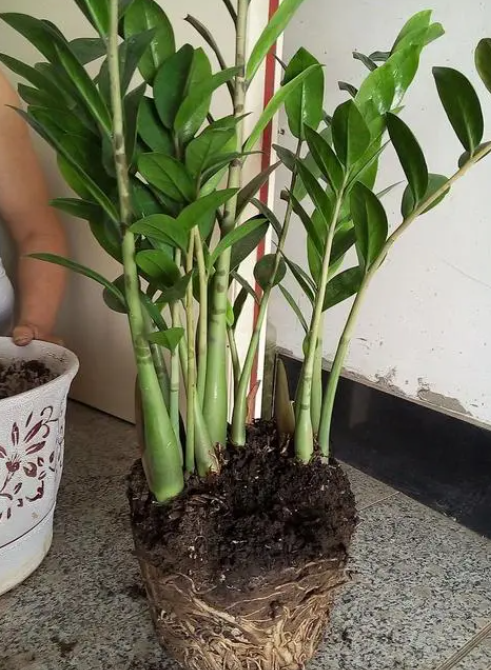 金钱树如何换盆