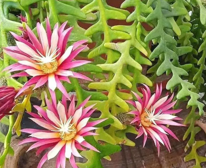 鱼骨令箭要养几年才会开花