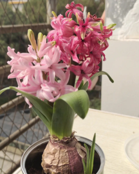 风信子会一直开花吗