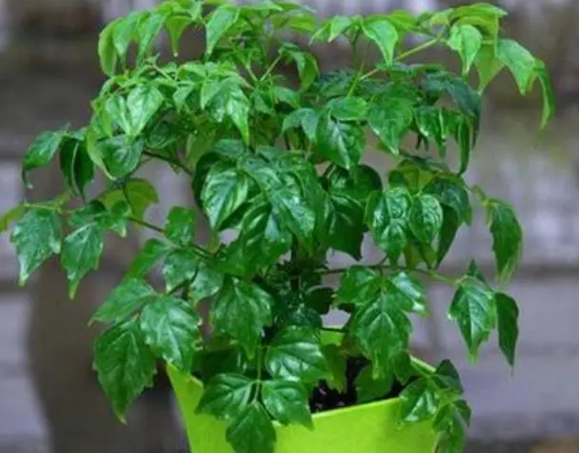 如何养幸福树的叶子又多又绿