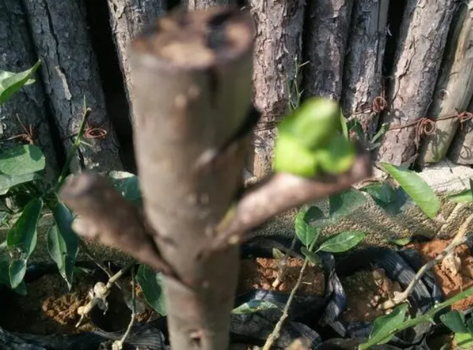 夏天柿子树嫁接绝招