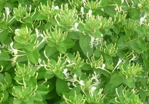 金银花的未来发展趋势