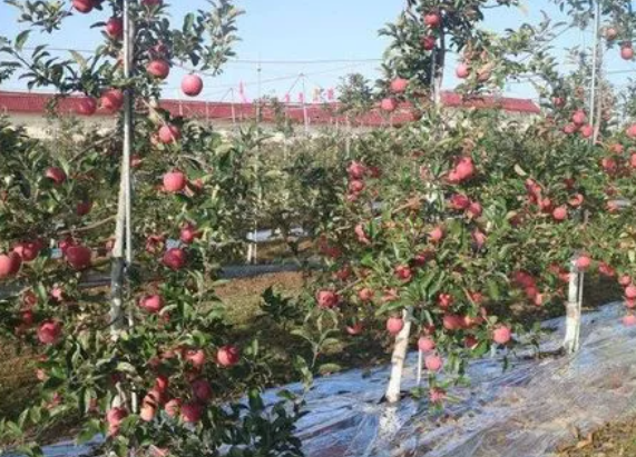 苹果树栽在什么位置好