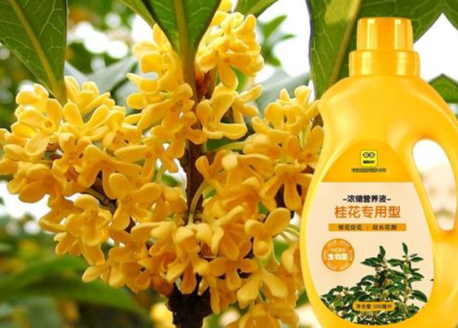 桂花肥料有哪些