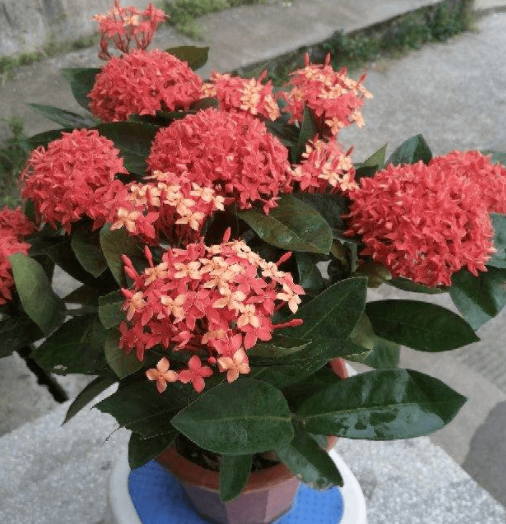 家里养龙船花吉利吗