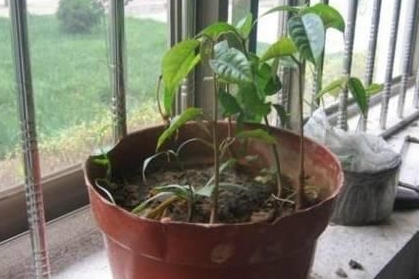 盆栽榴莲树能结果吗