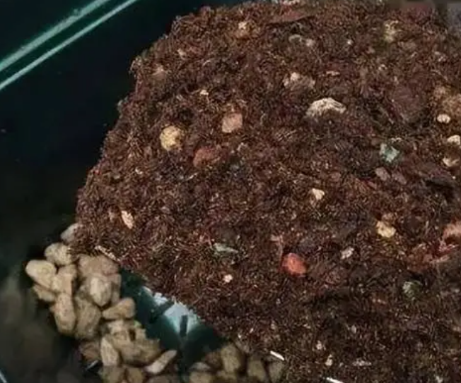 有机肥养花使用方法