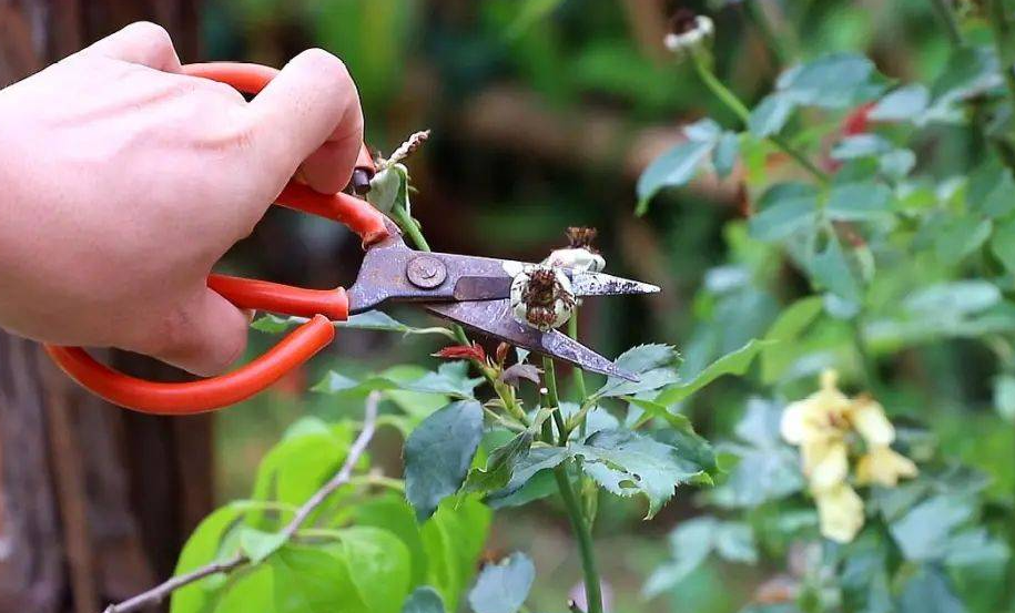花木剪枝最佳时间