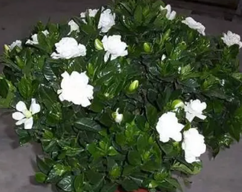 栀子花施肥时间和方法