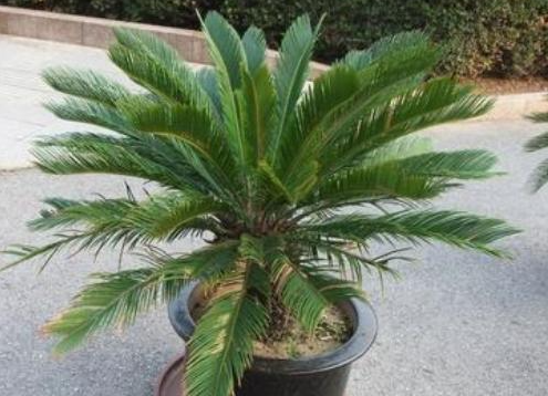 铁树换盆注意事项