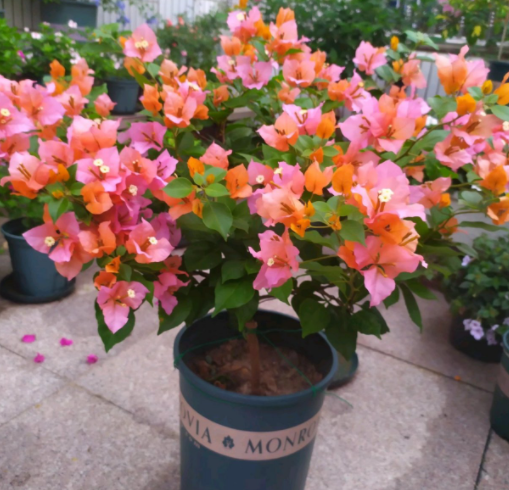 三角梅勤花顺序