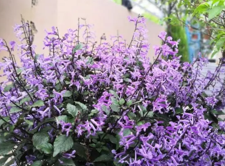 特丽莎为什么只长叶子不开花