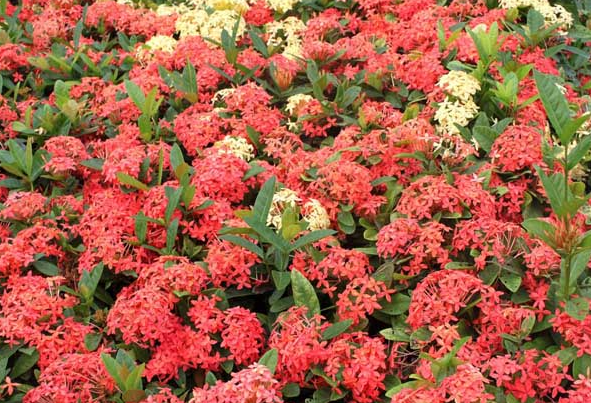 龙船花用尿素施肥好吗