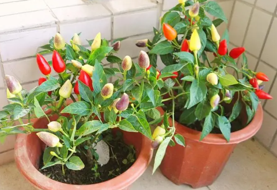 花卉彩椒怎么养殖