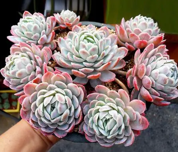 多肉冰梅的花语是什么