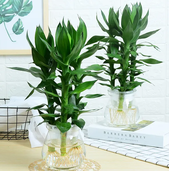 水培莲花竹怎么养