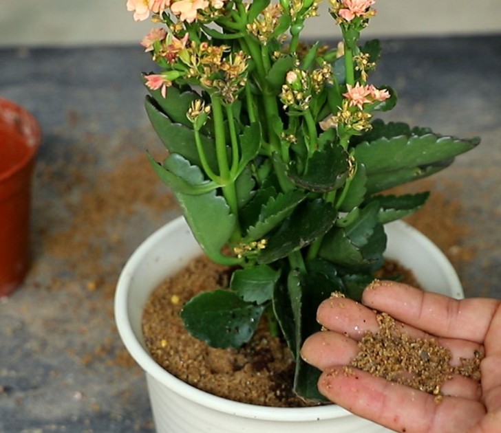 长寿花冬天换盆合适吗