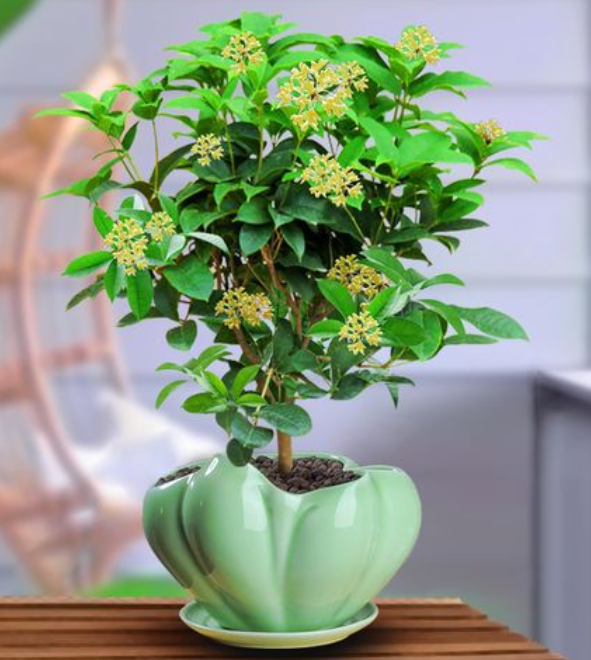 桂花盆栽的养护方法