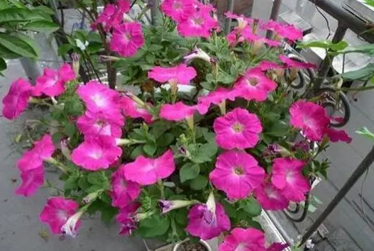 牵牛花播种后过多久才能开花