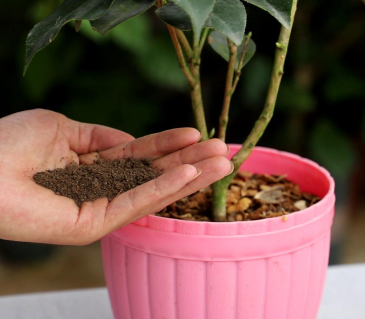 茶花换盆用什么土最好