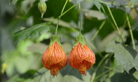 金铃花的扦插方法