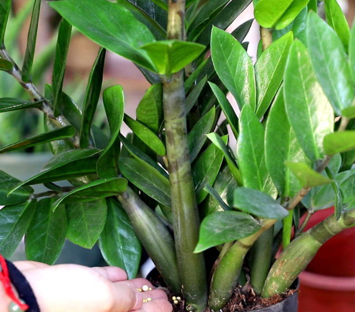 金钱树半个月一次浇水