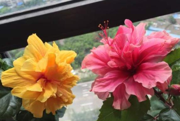 扶桑花冬天会冻死吗