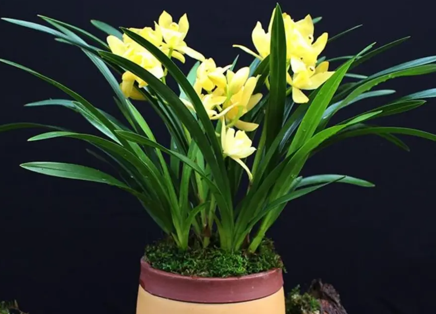 大家家里养了多少兰花