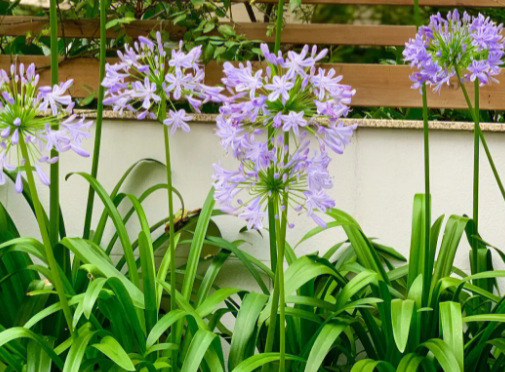 百子莲树荫下会开花吗