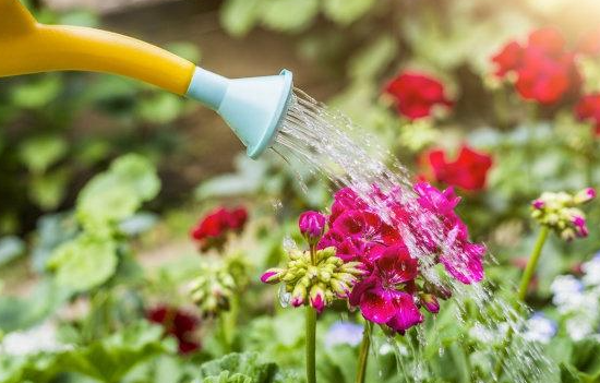 维生素e浇花使用方法