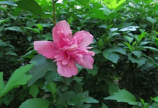 木槿花要晒太阳吗