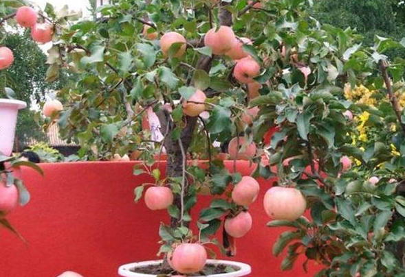 苹果树养殖方法