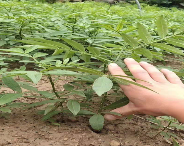 花椒苗几月份移栽最好