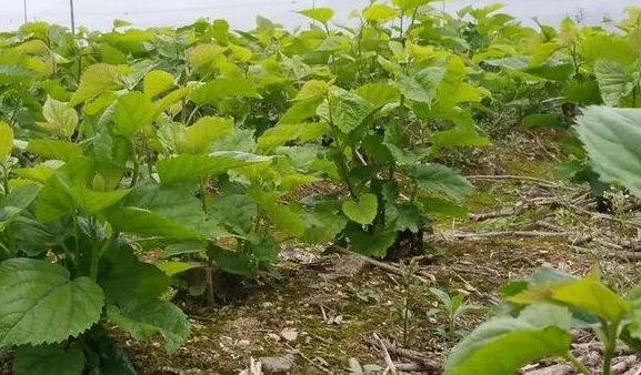 桑树种在家门口的危害