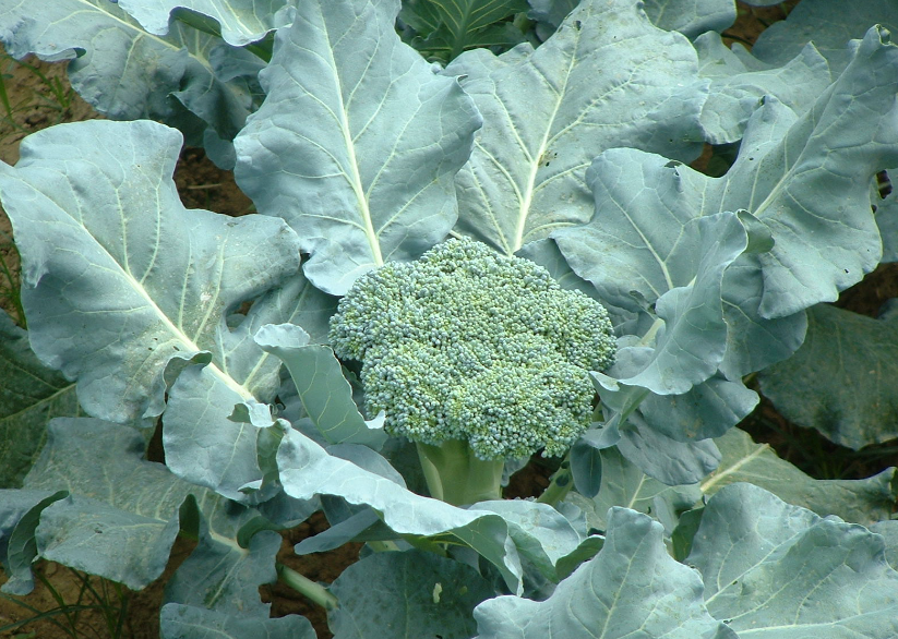 西兰花苗五十天移栽可以吗