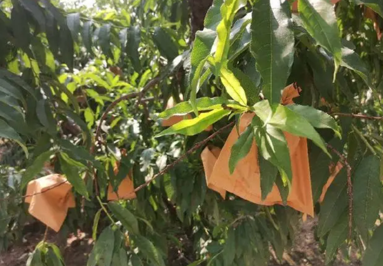 桃树怎么解袋子