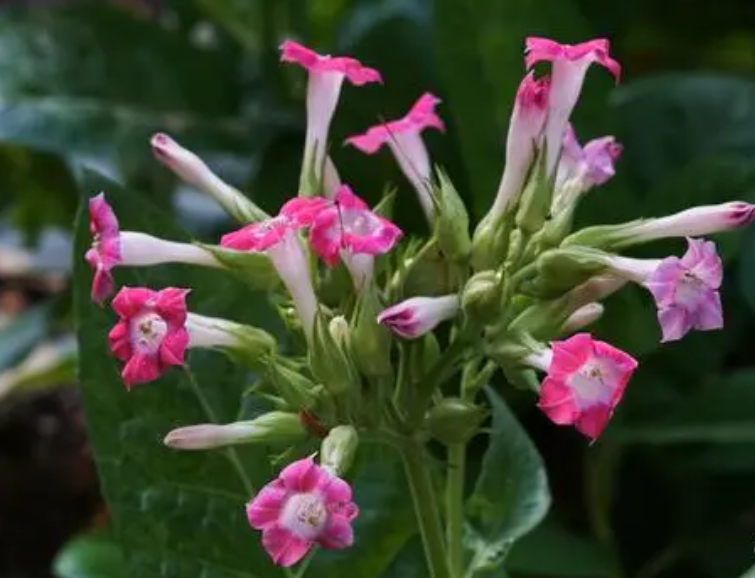 吸烟鬼什么时候开花