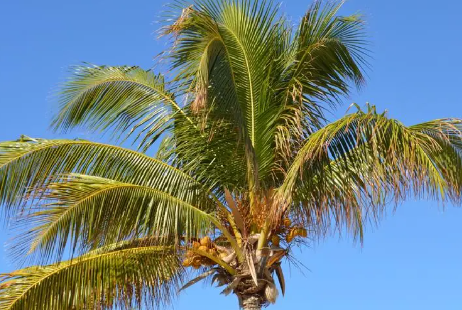 椰子树什么时候结果