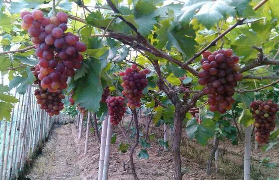 葡萄树不能种在什么位置