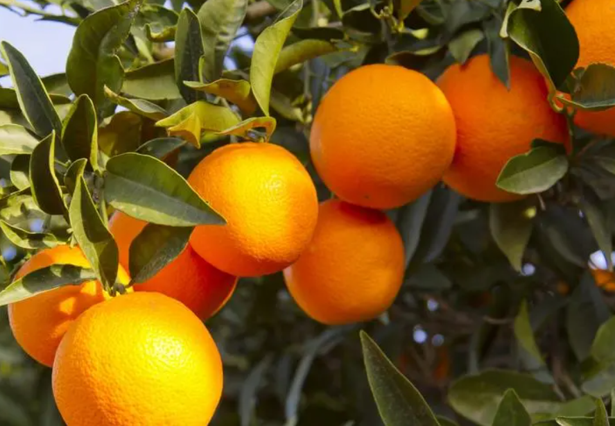 橙子树几年才能开花结果