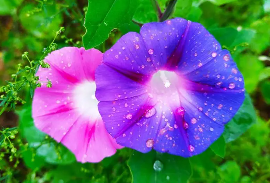 牵牛花生长环境